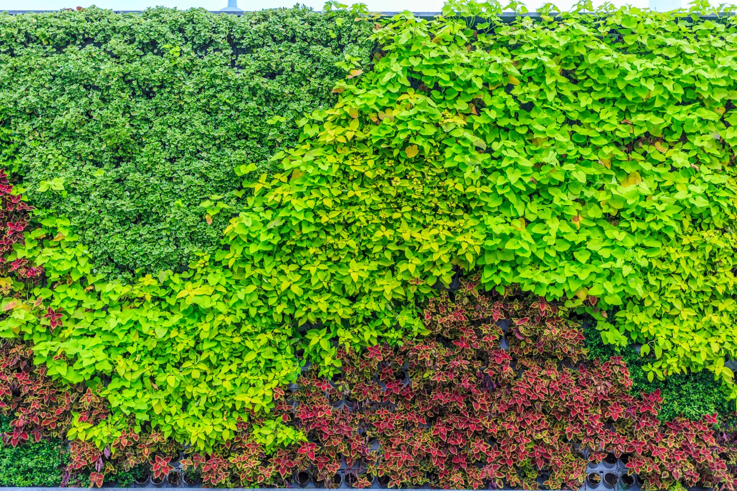 Jardín-Vertical-Yerbabuena-Paisajismo